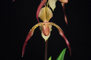 Paphiopedilum Leonard's Pride Mystery HCC